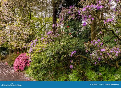 A Path in Portland`s Crystal Springs Rhododendron Garden Stock Photo ...