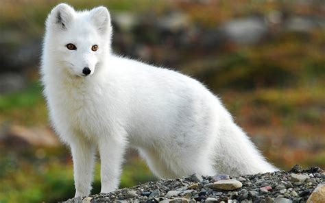 Baby Arctic Fox Wallpapers - Top Free Baby Arctic Fox Backgrounds ...