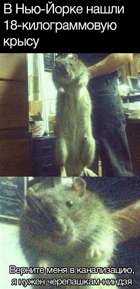 Гигант | Пикабу