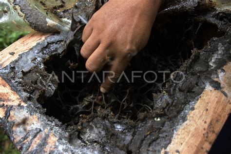 Wisata Sarang Lebah Madu Trigona Di Hutan Kota Srengseng Antara Foto