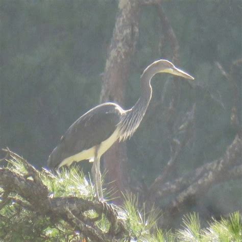 White Bellied Heron Stiftung Artenschutz