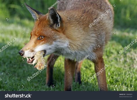 Fox Eating Chicken Stock Photo 13880893 - Shutterstock