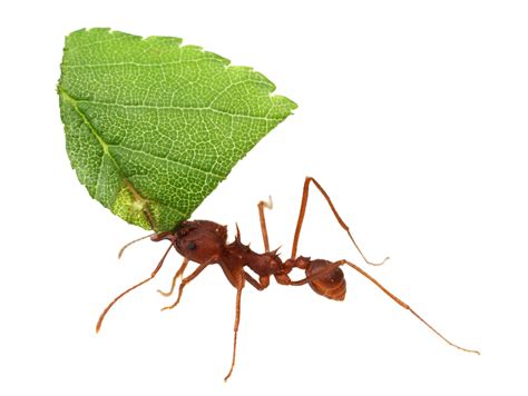 Ant Transparent Background Png Png Arts