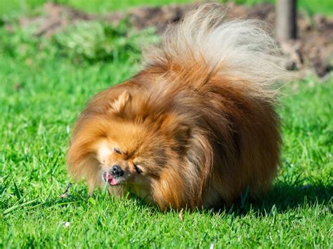 Por que razão seu cachorro come grama Paixão Animal