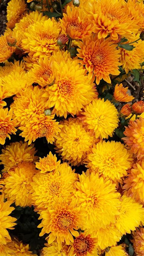 Mum Golden Regards Mum Spectacular Cushion Style Chrysanthemum