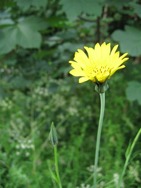 Goat’s beard | Plant-Lore