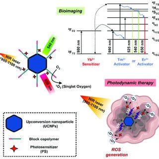 Schematic Diagram Showing The Mechanism Of Photodynamic Therapy And