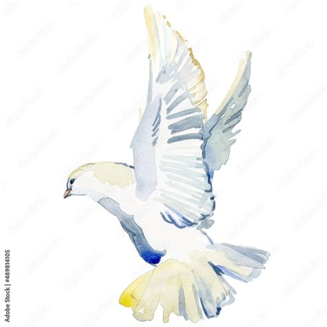 Flying White Dove Watercolor Illustration White Pigeon Isolated On