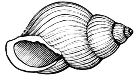 Conch Shell Clip Art - ClipArt Best