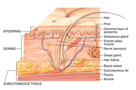 Ch Soft Tissue Injuries Flashcards Quizlet