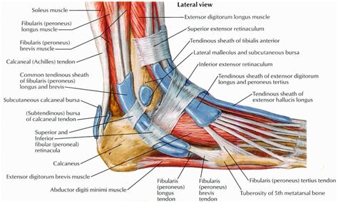 The 19 Muscles Of The Foot ~ How to Strengthen Leg Muscles After a Broken Foot Heals | Peroneal ...