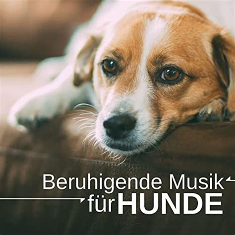 Beruhigende Musik für Hunde de Hundebett sur Amazon Music Amazon fr