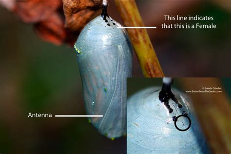 A Female Monarch Chrysalis Has A Line A Male A Dot Monarch