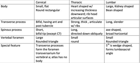 Biomechanics Of Human Trunks Flashcards Quizlet