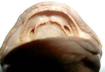 "Double Rows of Teeth" in Historical Perspective