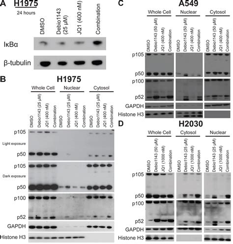 Debio 1143 And Jq1 Treatment Activates Nf κb Signaling A Immunoblots Download Scientific