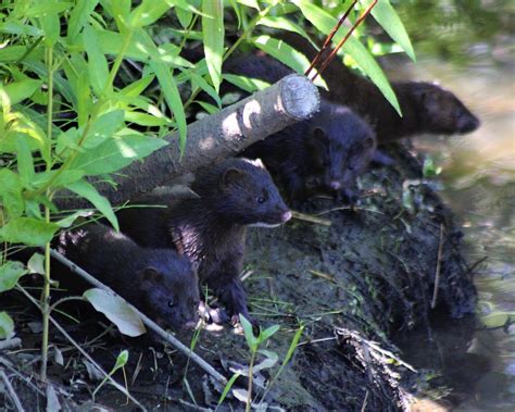 American Mink Kits Photograph By On The Go Candace Daniels Pixels