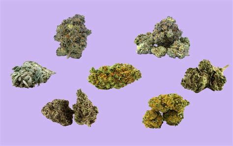 Marijuana Strains: Everything You Need to Know