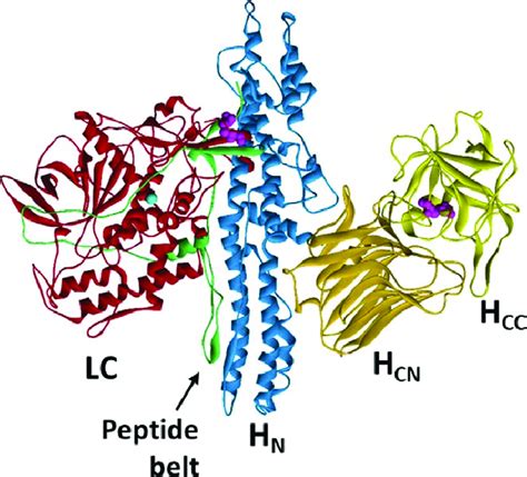 Ribbon Diagram Of Botulinum Neurotoxin A Subtype 1 BoNT A1 Showing