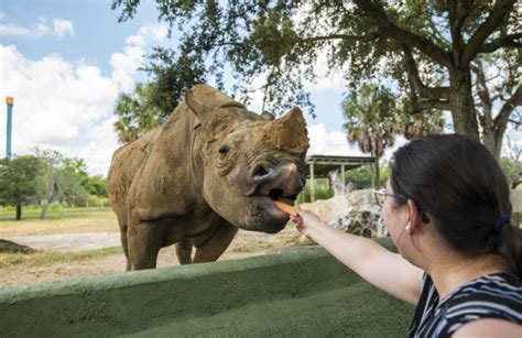 Busch Gardens Tampa - Rhino Encounter 2019 - 001 - Touring Central Florida