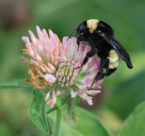 Bombus auricomus spotted on 8/22/2015, BeeSpotter, University of Illinois