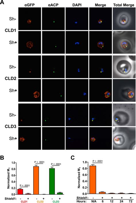 Development Of A Conditional Localization Approach To Control Apicoplast Protein Trafficking In