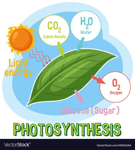 Biology Photosynthesis