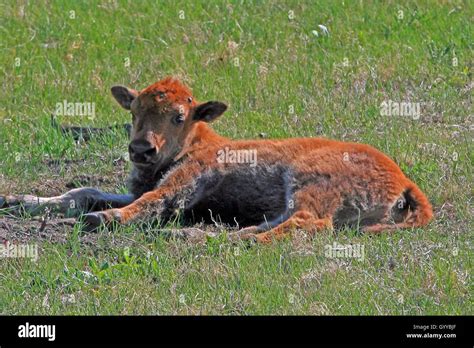 Young Baby Bison Calf Lying Down In Wind Cave National Park In South