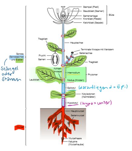 Botanik Karteikarten Quizlet