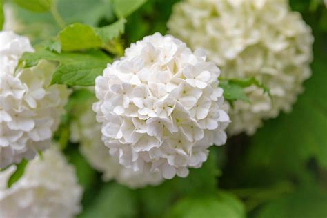 How To Grow And Care For Snowball Bush Viburnum