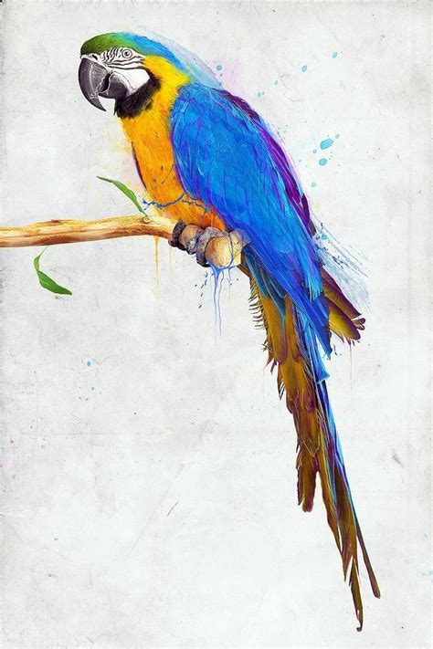 Pingl Par Lacy Debem Sur P Ssaros Dessin Perroquet Peinture Oiseau