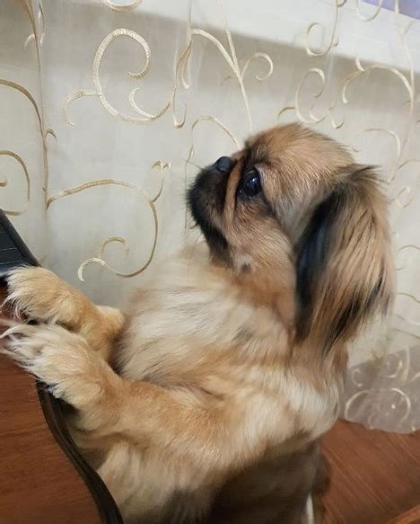 15 Realities That New Pekingese Owners Must Accept Artofit