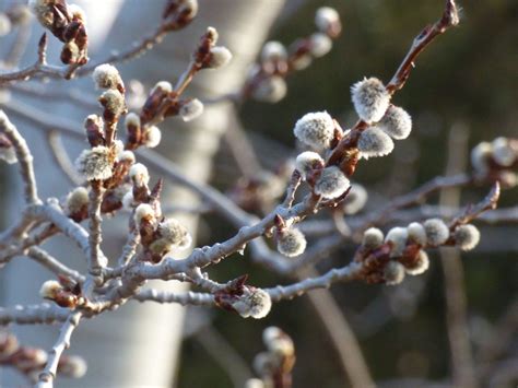 Pussy Willow Tree Branch