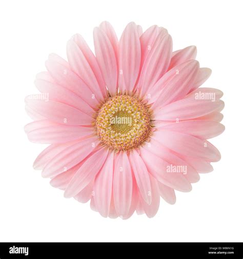 Light Pink Gerbera Flower Isolated On White Background Stock Photo Alamy