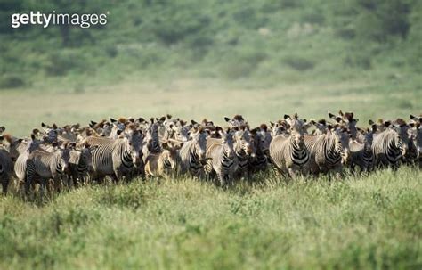 Grevy S Zebra Equus Grevyi Herd At Samburu Park In Kenya