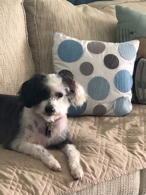 fancy paws dog grooming pet groomers   ave  bradenton fl phone number yelp