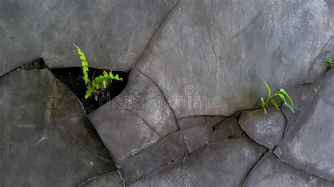 Pared De Cemento Agrietada Con Plantas De Helechos Verdes Paredes