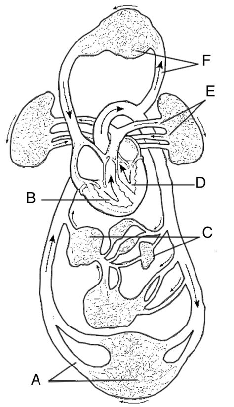 Cardiovascular System Diagram Diagram Quizlet