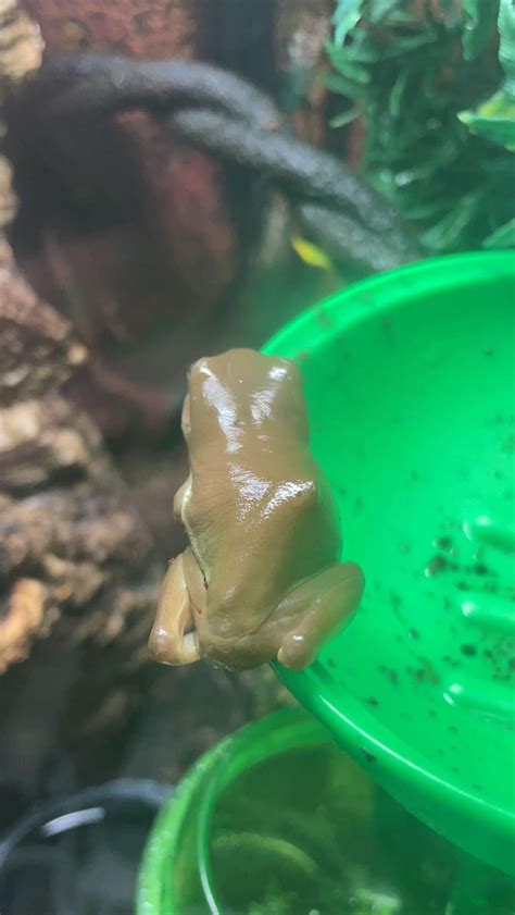 is it normal frog not moving without vet 5