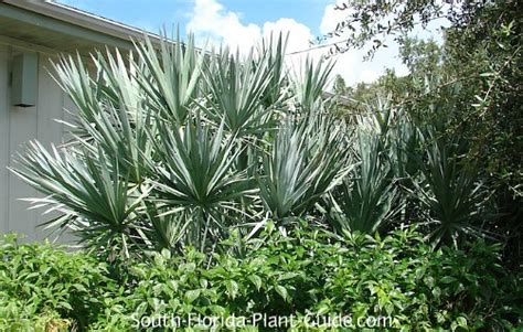 Silver Saw Palmetto