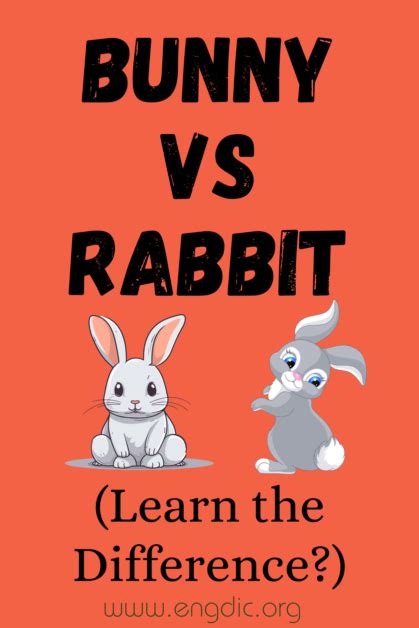 Bunny Vs Rabbit What S The Difference EngDic