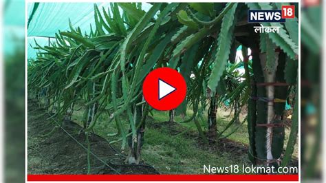 Wardha News A Young Farmer From Selu In Wardha Cultivates Dragon Fruit Success Story वर्ध्यात