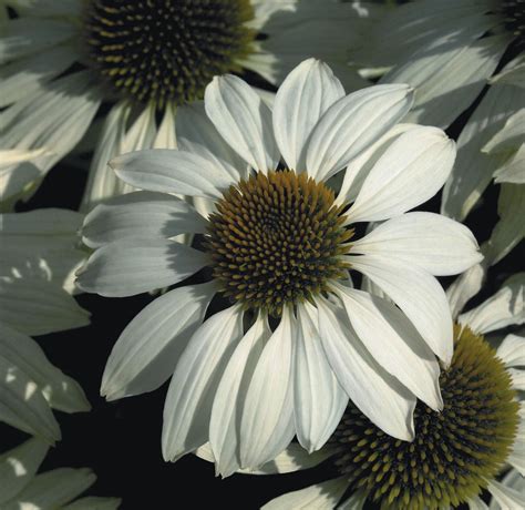 Echinacea Primadonna White Kings Seeds Direct