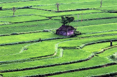 FOTO Subak Sebagai Bukti Kearifan Lokal Di Bali