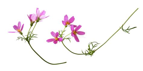 Conjunto De Flores Cor De Rosa Do Cosmos Isoladas Foto De Stock