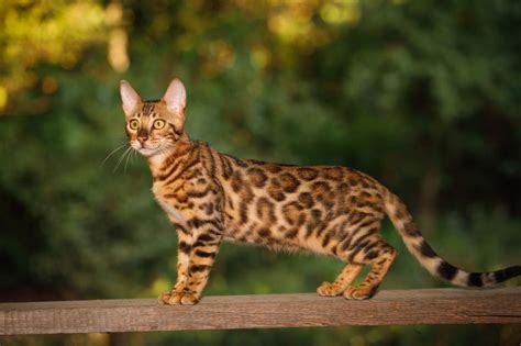 Gatti Giganti Razze Di Gatti Enormi Con Foto Cuccioliamo It