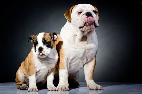 Bull Dogs – iStock – Epilawg