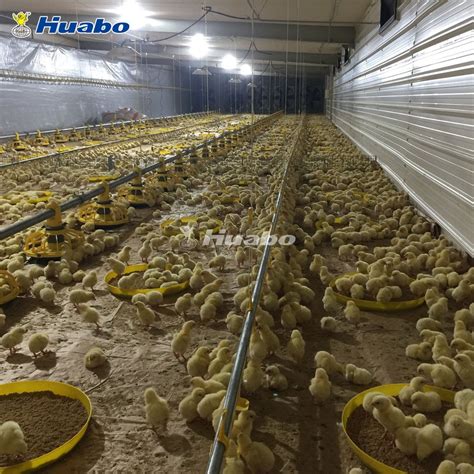 Automatic Auger And Pan Feeder Feeding System For Poultry Farm