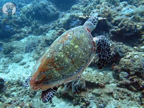 Hawksbill Sea Turtle Habitat: Where Do Live?