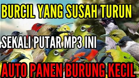 Suara Pikat BURCIL Ribut Putar Mp3 Ini BURCIL Yang Susah Turun